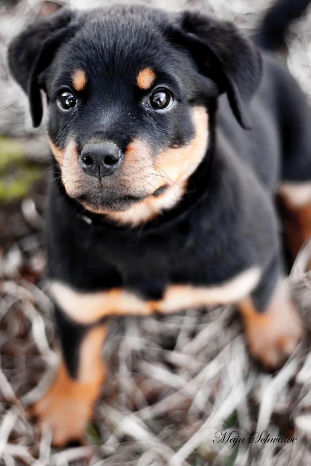 Rottweiler Emma billede 15