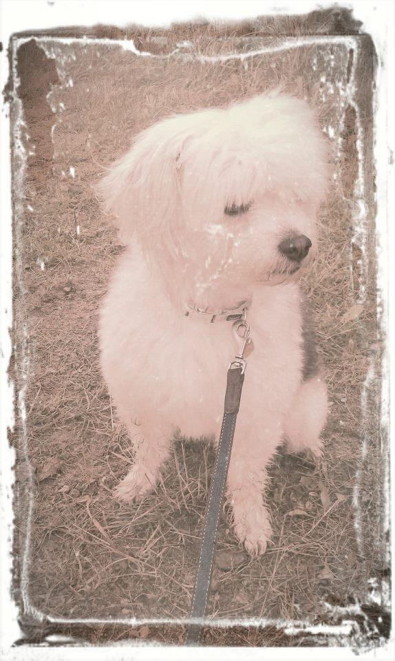 Chinese crested powder puff Cassidyis Axel billede 4