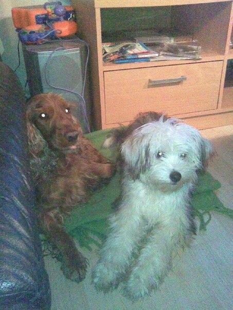 Chinese crested powder puff Cassidyis Axel - her er man ikke så gammel, men sammen med bedste vennen Lady:) billede 7