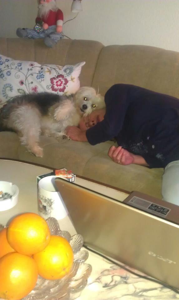 Chinese crested powder puff Cassidyis Axel billede 9