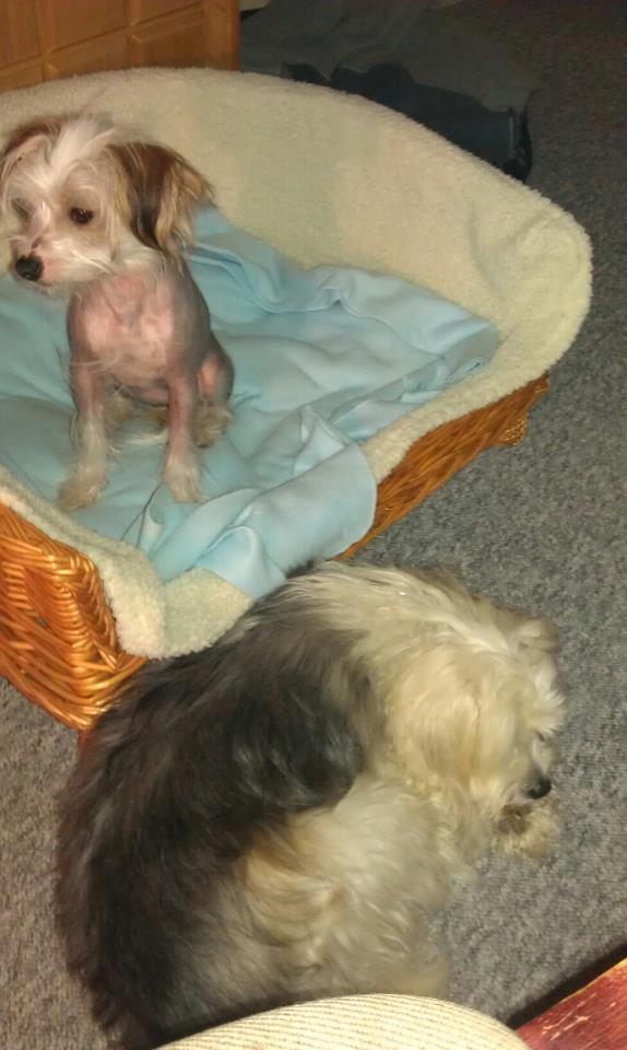 Chinese crested powder puff Cassidyis Axel - min nye søster som altid skal være i vejen. billede 10