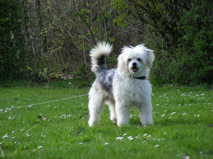 Chinese crested powder puff Cassidyis Axel - smuk ikke??? billede 1