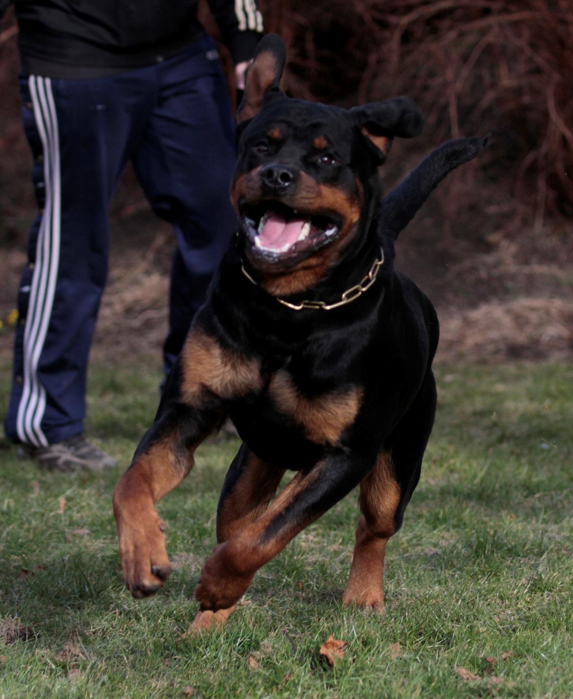Rottweiler Haiki's Bogart billede 1
