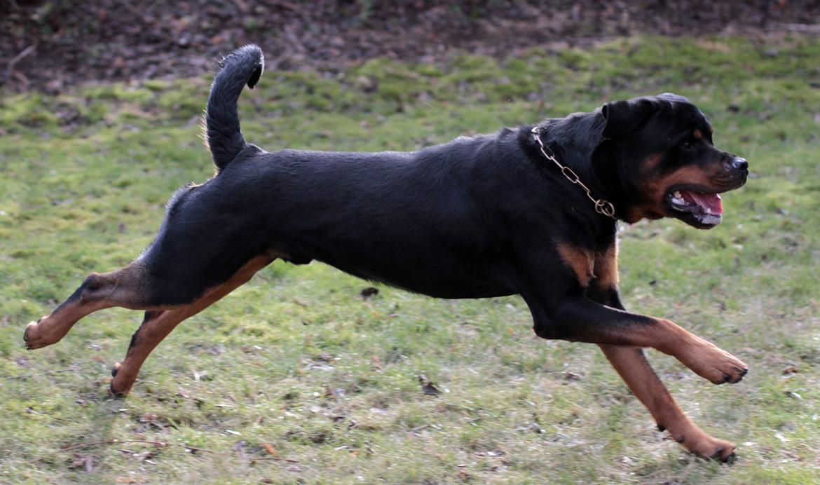 Rottweiler Haiki's Bogart billede 2