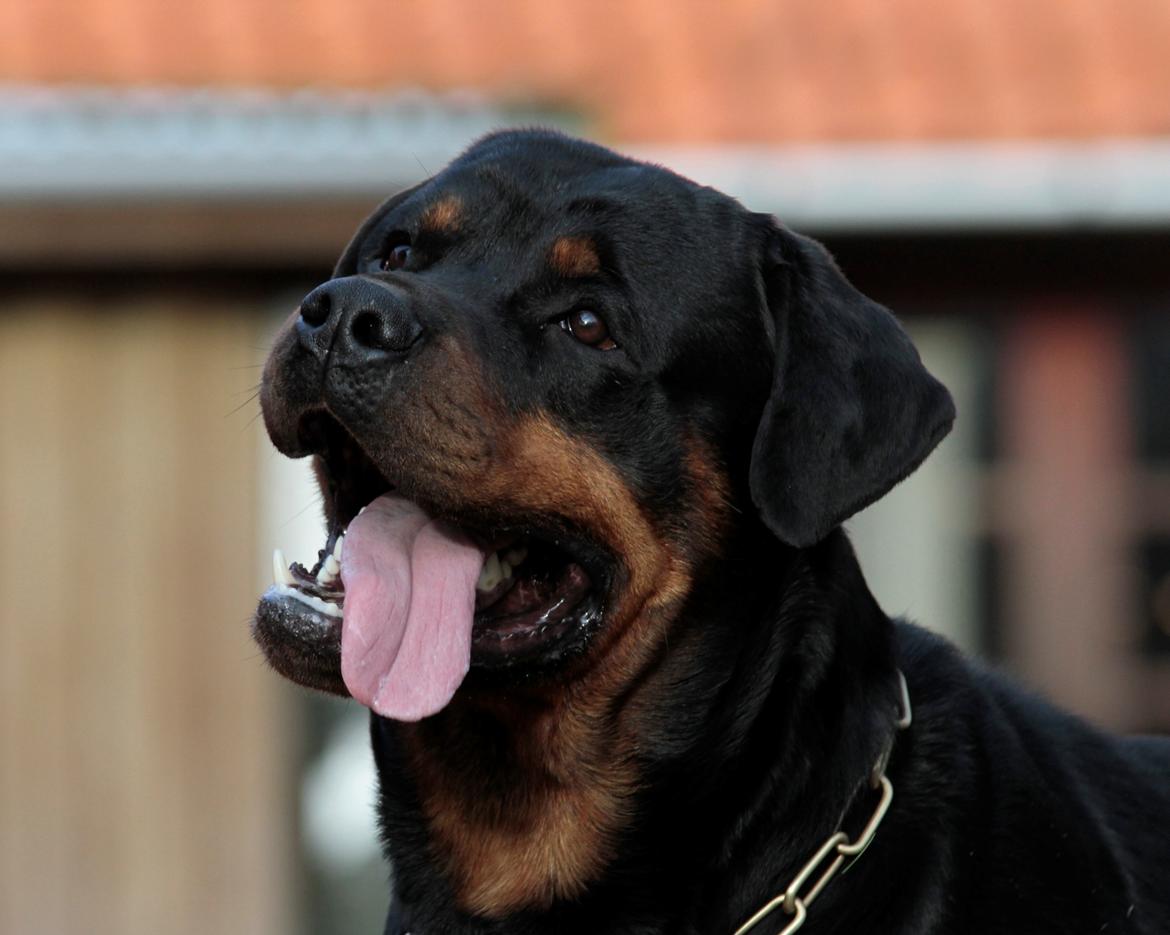 Rottweiler Haiki's Bogart billede 3