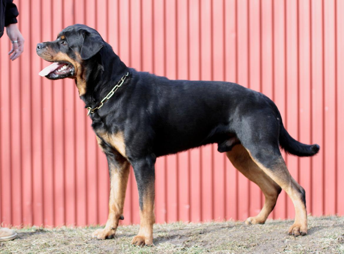Rottweiler Haiki's Bogart billede 4