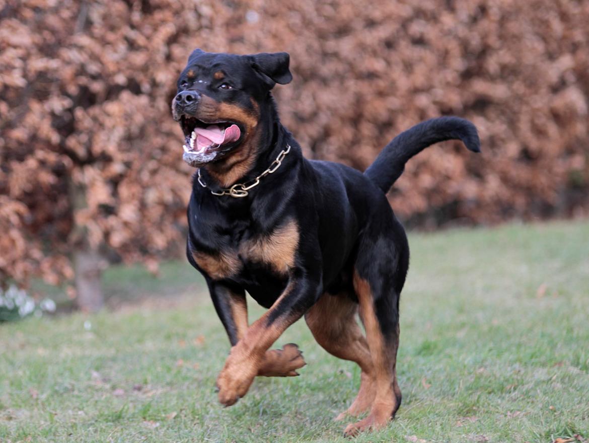 Rottweiler Haiki's Bogart billede 5