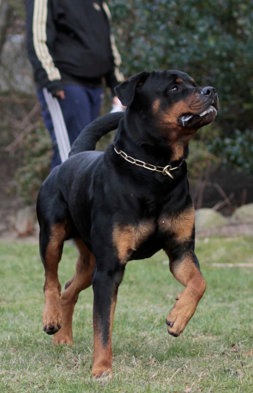 Rottweiler Haiki's Bogart billede 6