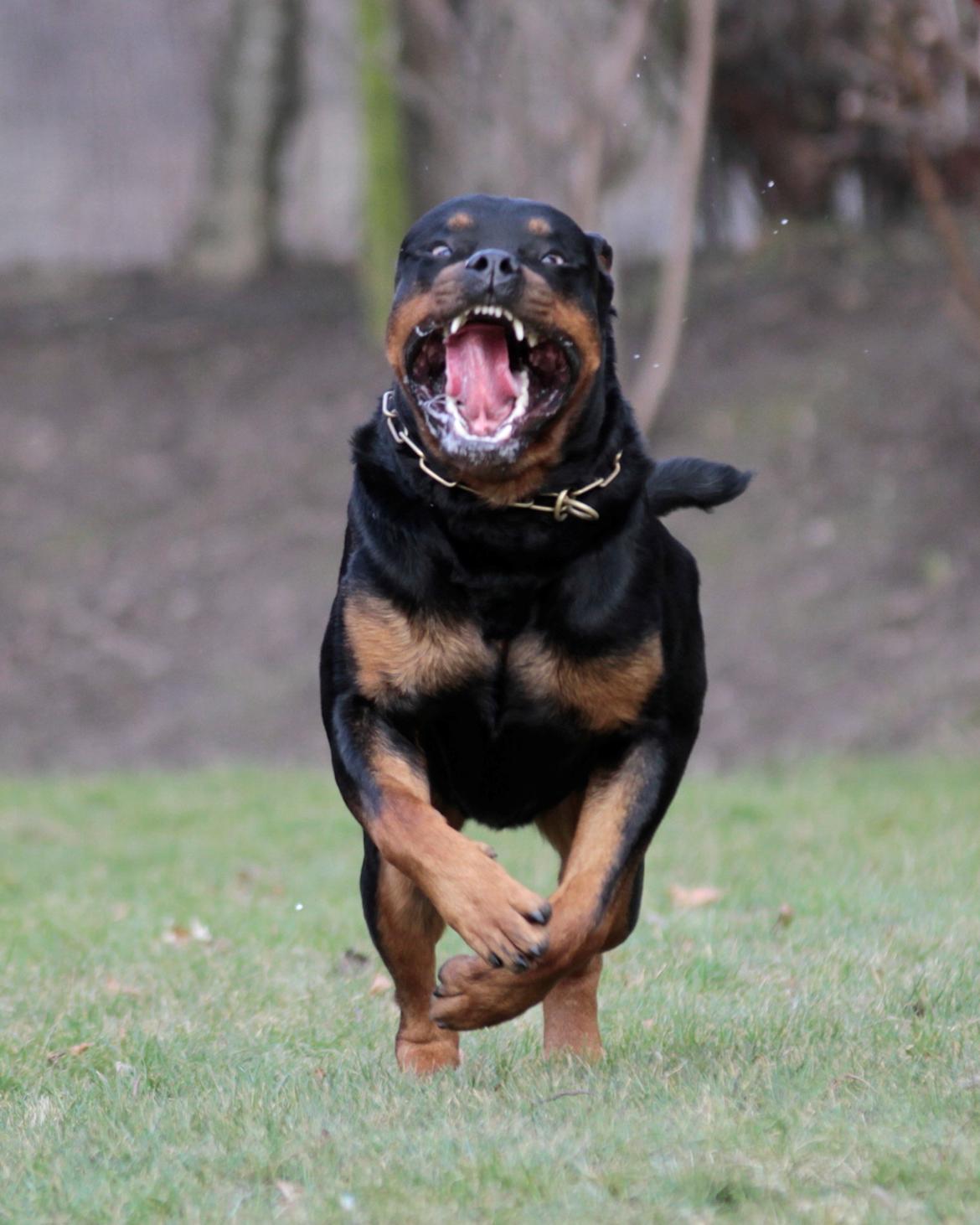 Rottweiler Haiki's Bogart billede 7