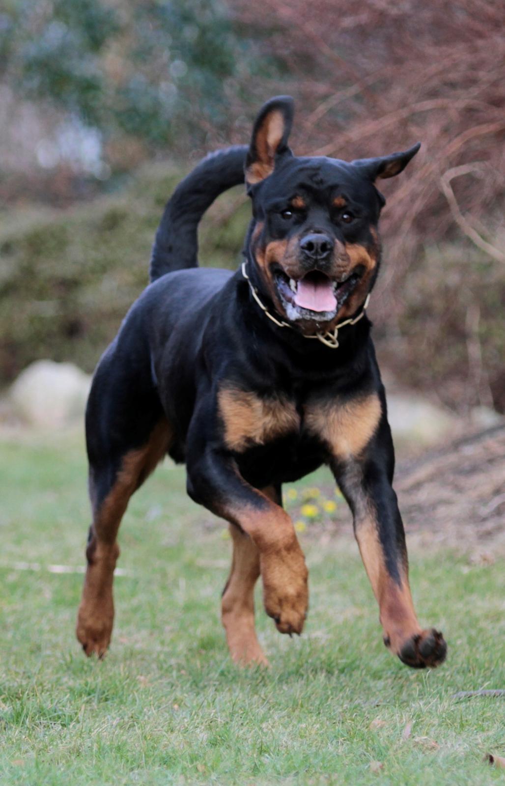 Rottweiler Haiki's Bogart billede 8