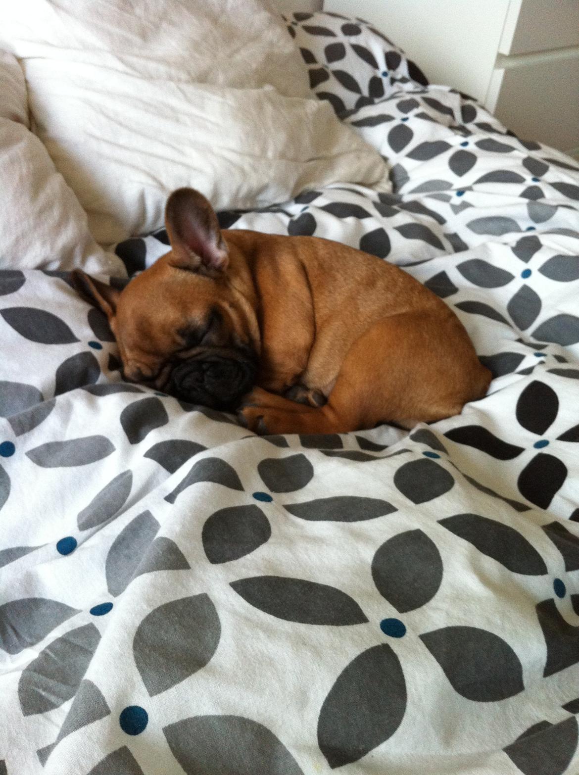 Fransk bulldog Luna :) - Luna sover endnu engang :) billede 3