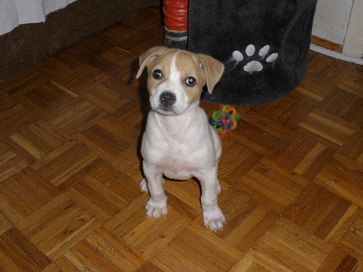 Blanding af racer Lily billede 1