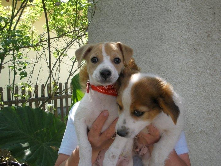 Blanding af racer Lily billede 2