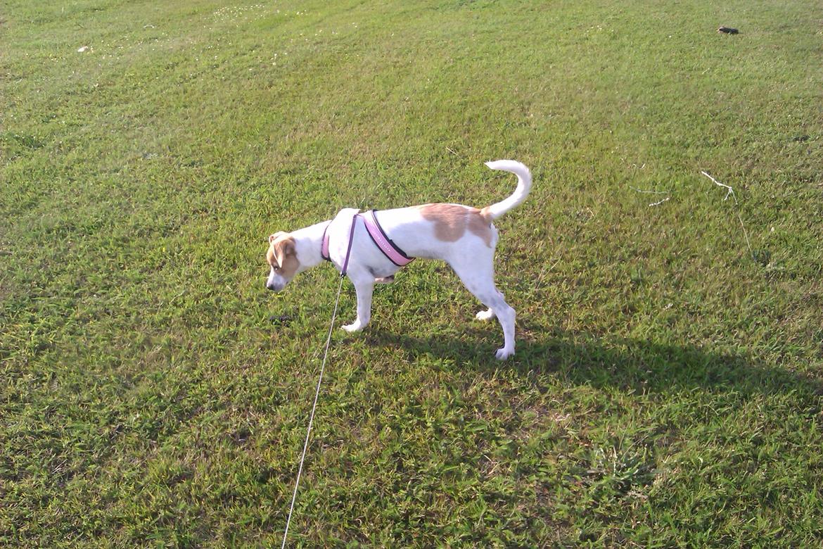 Blanding af racer Lily billede 3