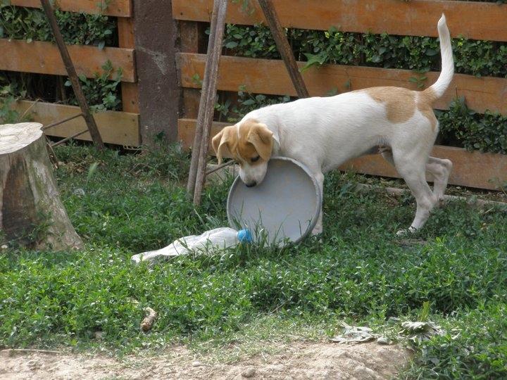 Blanding af racer Lily billede 4