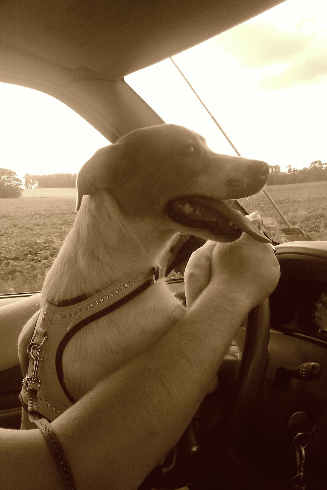 Blanding af racer Lily billede 5