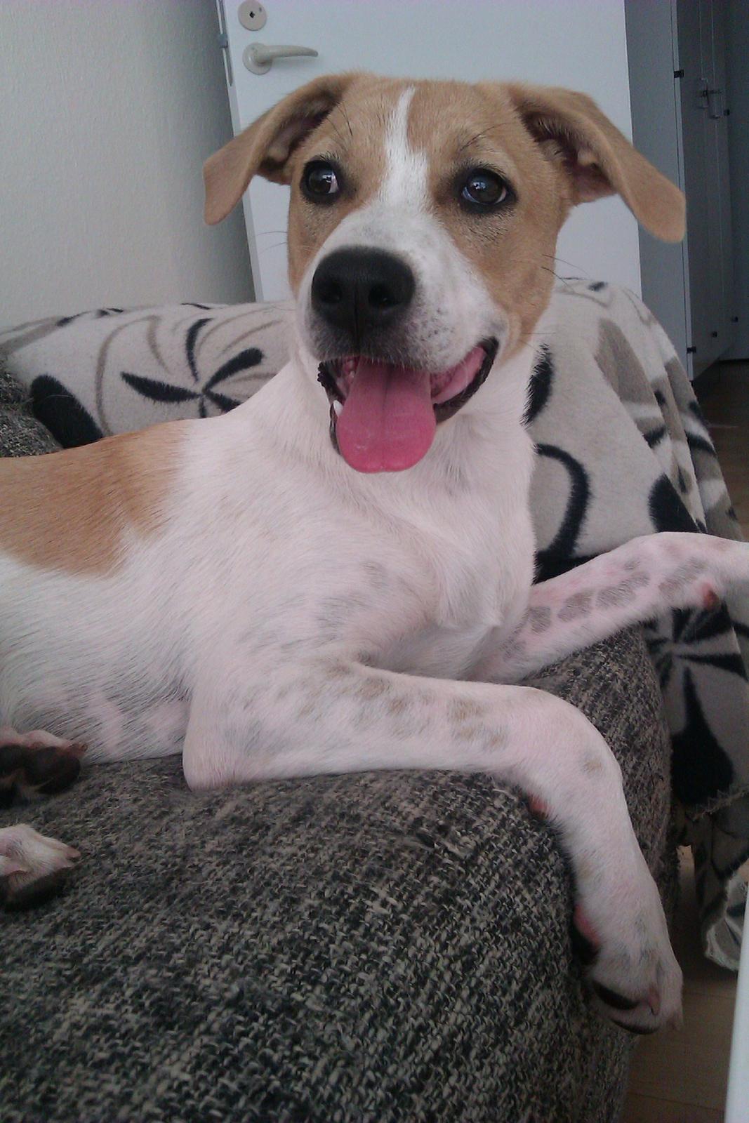 Blanding af racer Lily billede 6