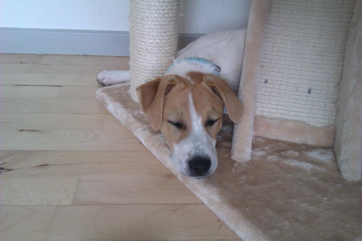 Blanding af racer Lily billede 7