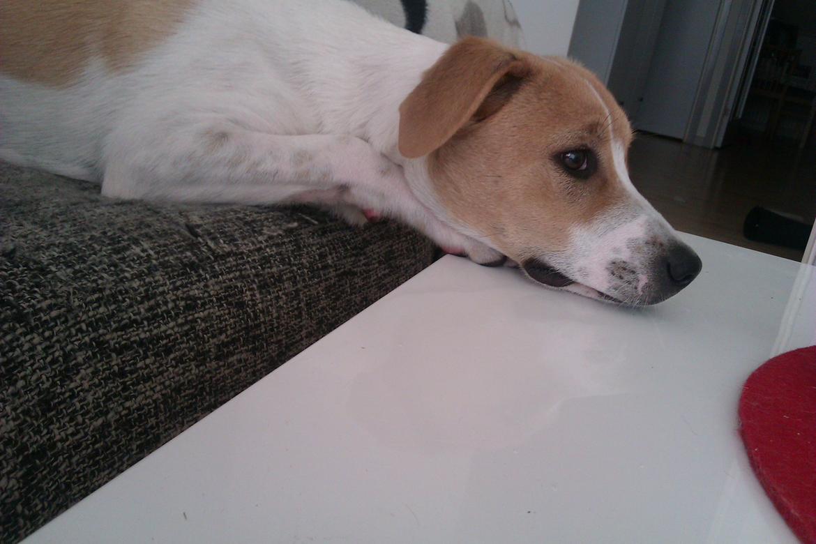 Blanding af racer Lily billede 8