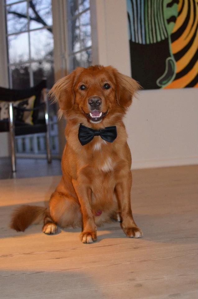 Nova scotia duck tolling retriever Vitus (bol tol) - Vitus d. 25/3 -2012 billede 1