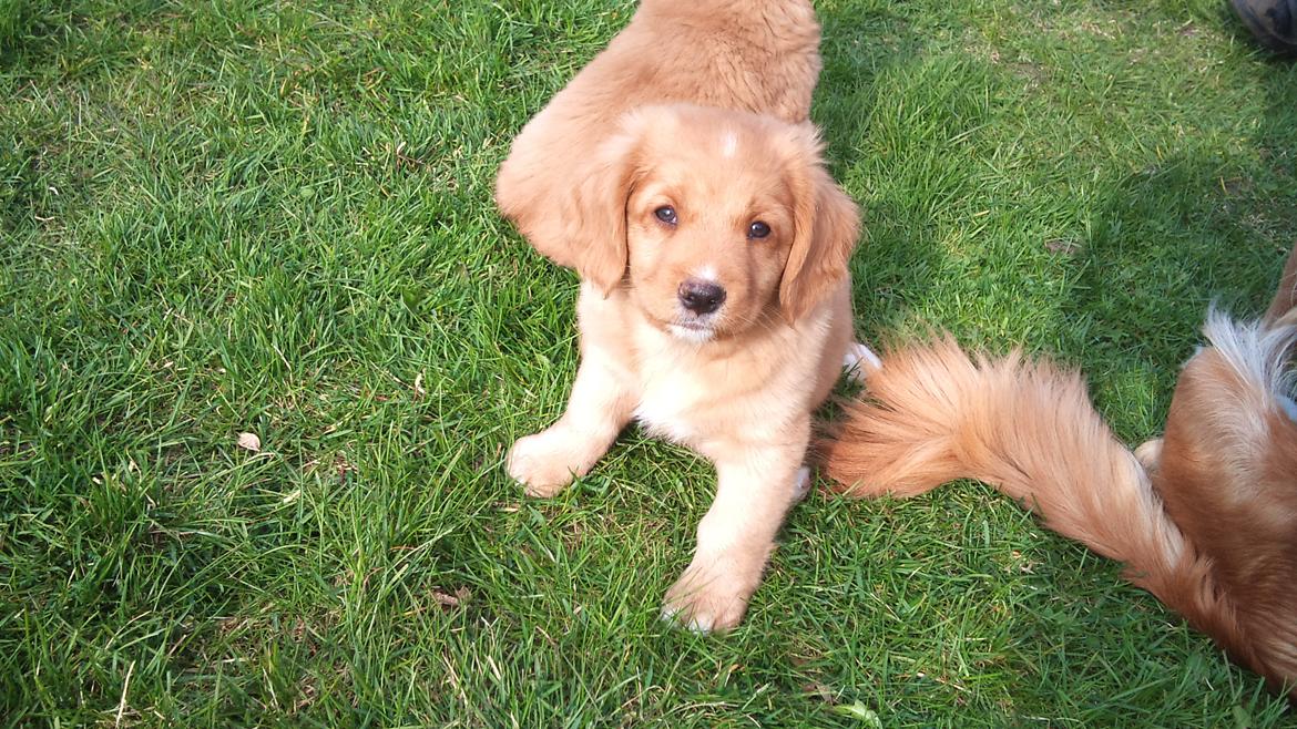 Nova scotia duck tolling retriever Vitus (bol tol) billede 2