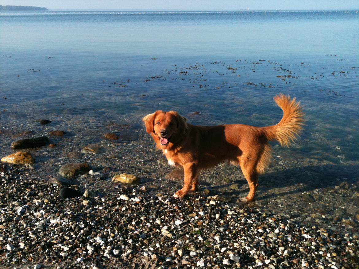 Nova scotia duck tolling retriever Vitus (bol tol) billede 8