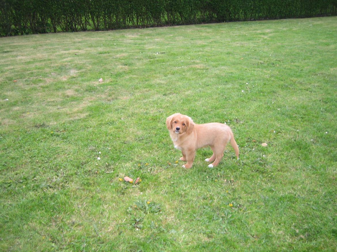 Nova scotia duck tolling retriever Vitus (bol tol) billede 4