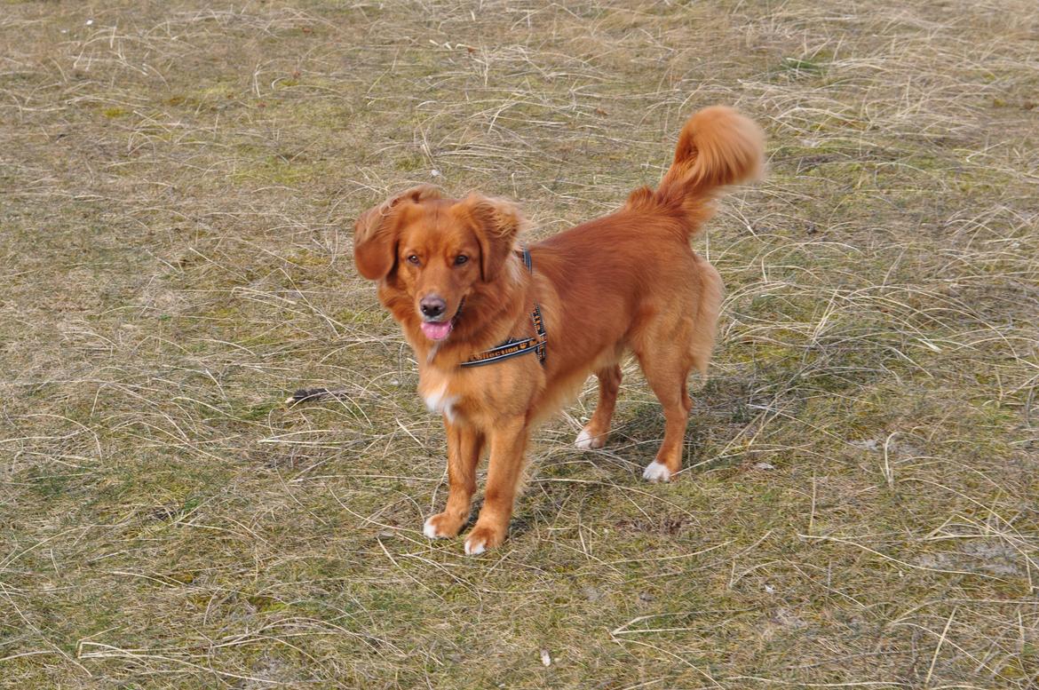 Nova scotia duck tolling retriever Vitus (bol tol) billede 14