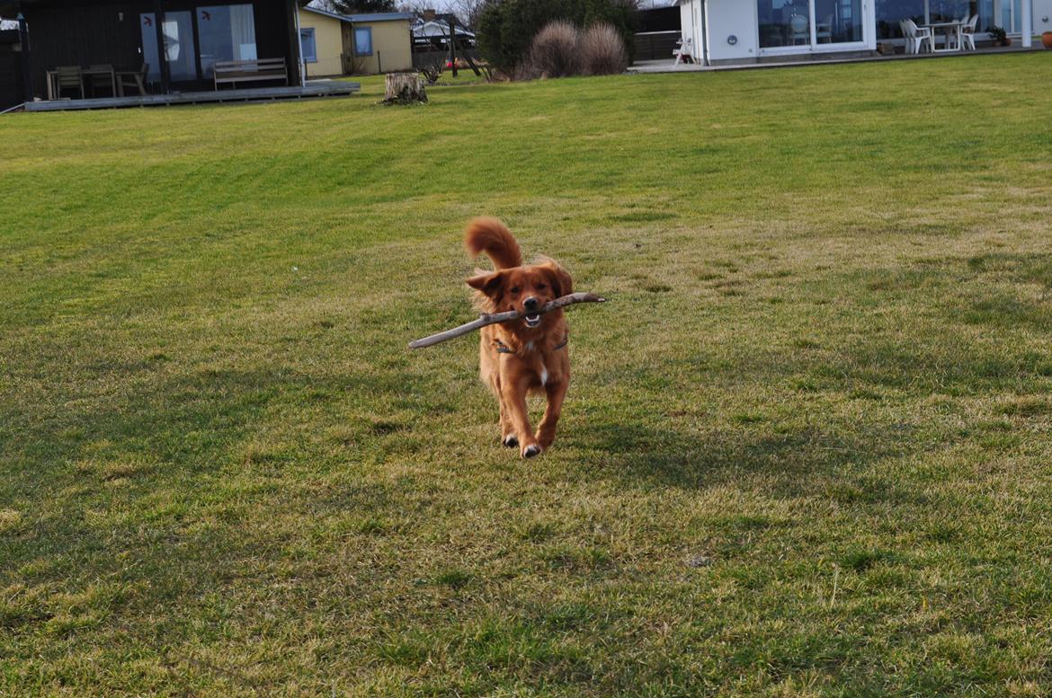 Nova scotia duck tolling retriever Vitus (bol tol) billede 17