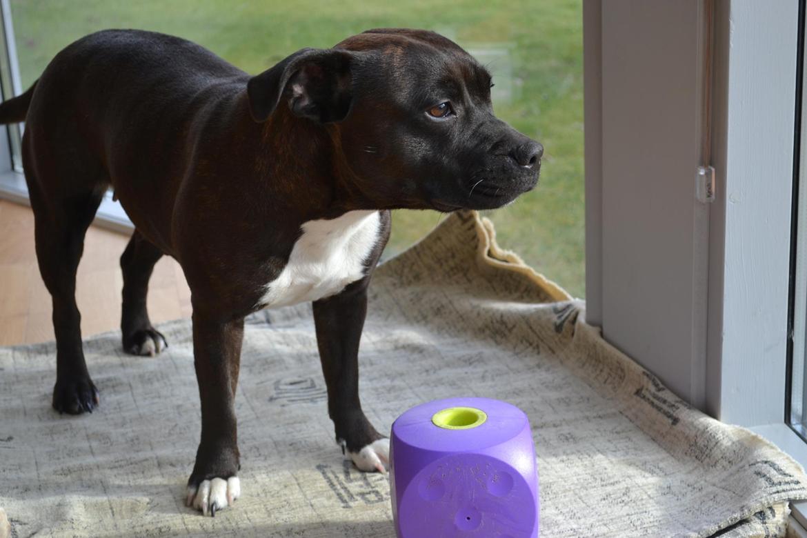 Staffordshire bull terrier Chili - Chili i stuen billede 1