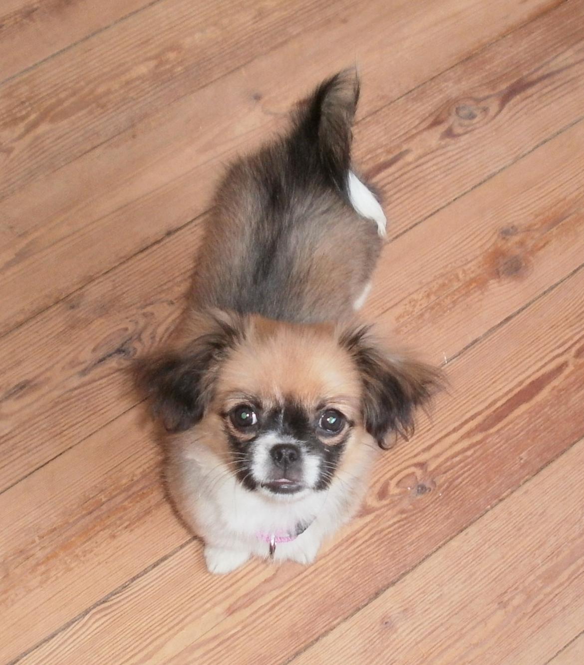 Blanding af racer Uno Chihuahua/Pekingeser billede 11