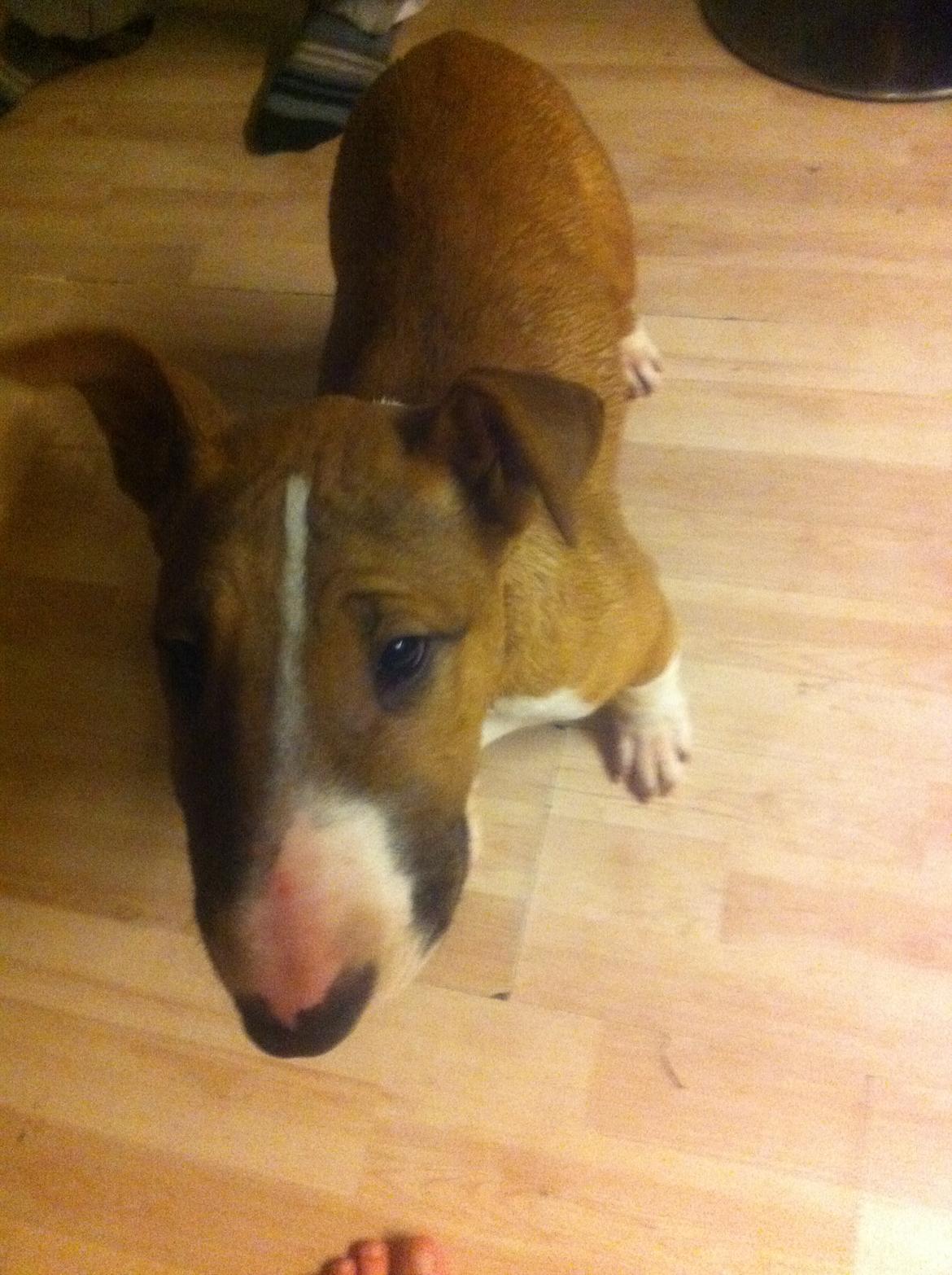 Bullterrier Mulle billede 6