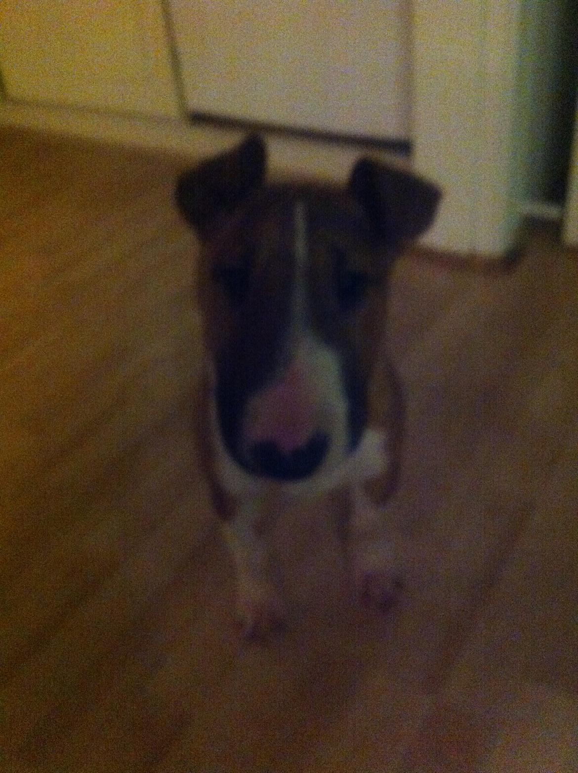 Bullterrier Mulle billede 7