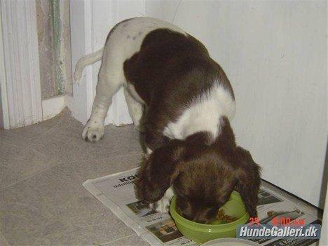 Engelsk springer spaniel Loke - Da vi næsten lige havdet fådet ham:)  billede 1