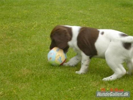 Engelsk springer spaniel Loke - Så skal der leges med bolden.. billede 2
