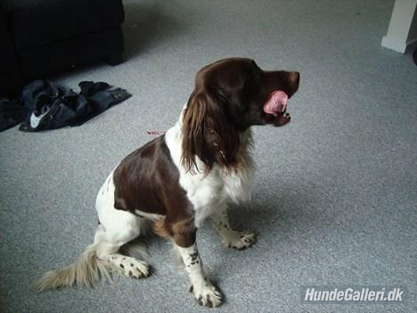 Engelsk springer spaniel Loke - slik slik:) billede 3