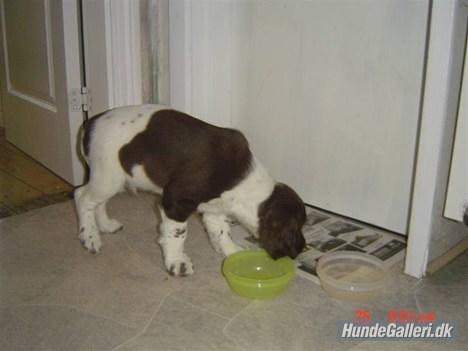 Engelsk springer spaniel Loke - Skal lige se om jeg har tabt nogen rundt om billede 4