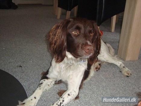 Engelsk springer spaniel Loke - slapper af..  billede 5
