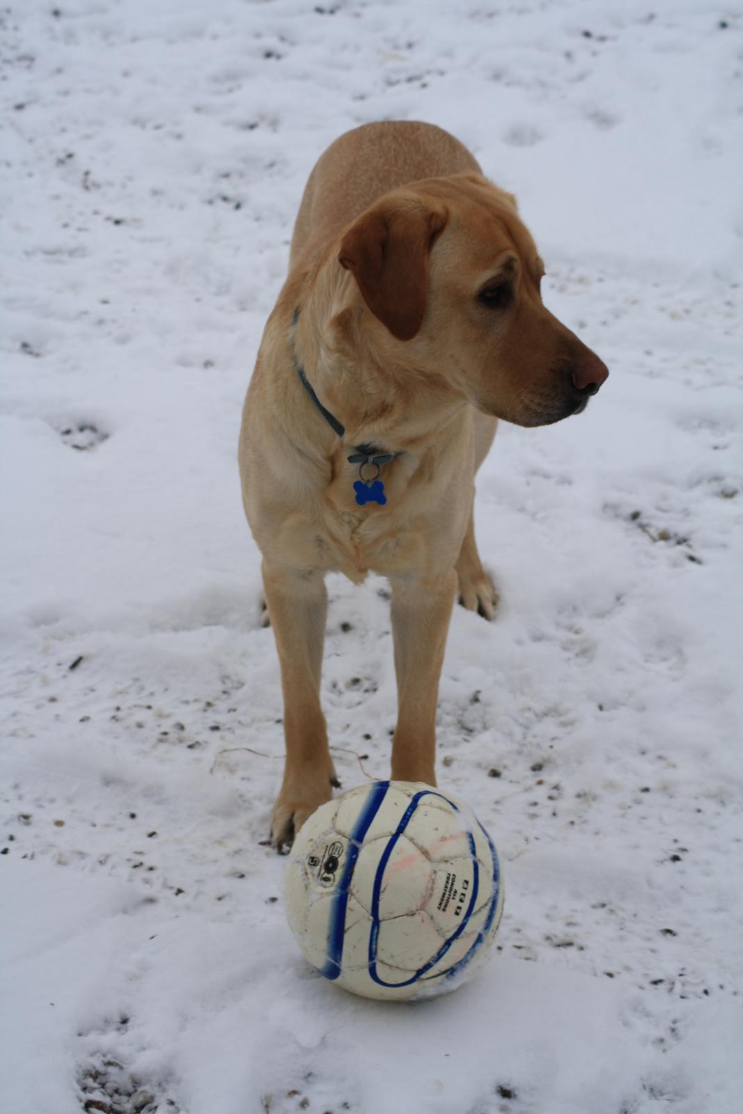 Blanding af racer Luckie - Luckie med sin højt elskede bold :D<3 billede 5