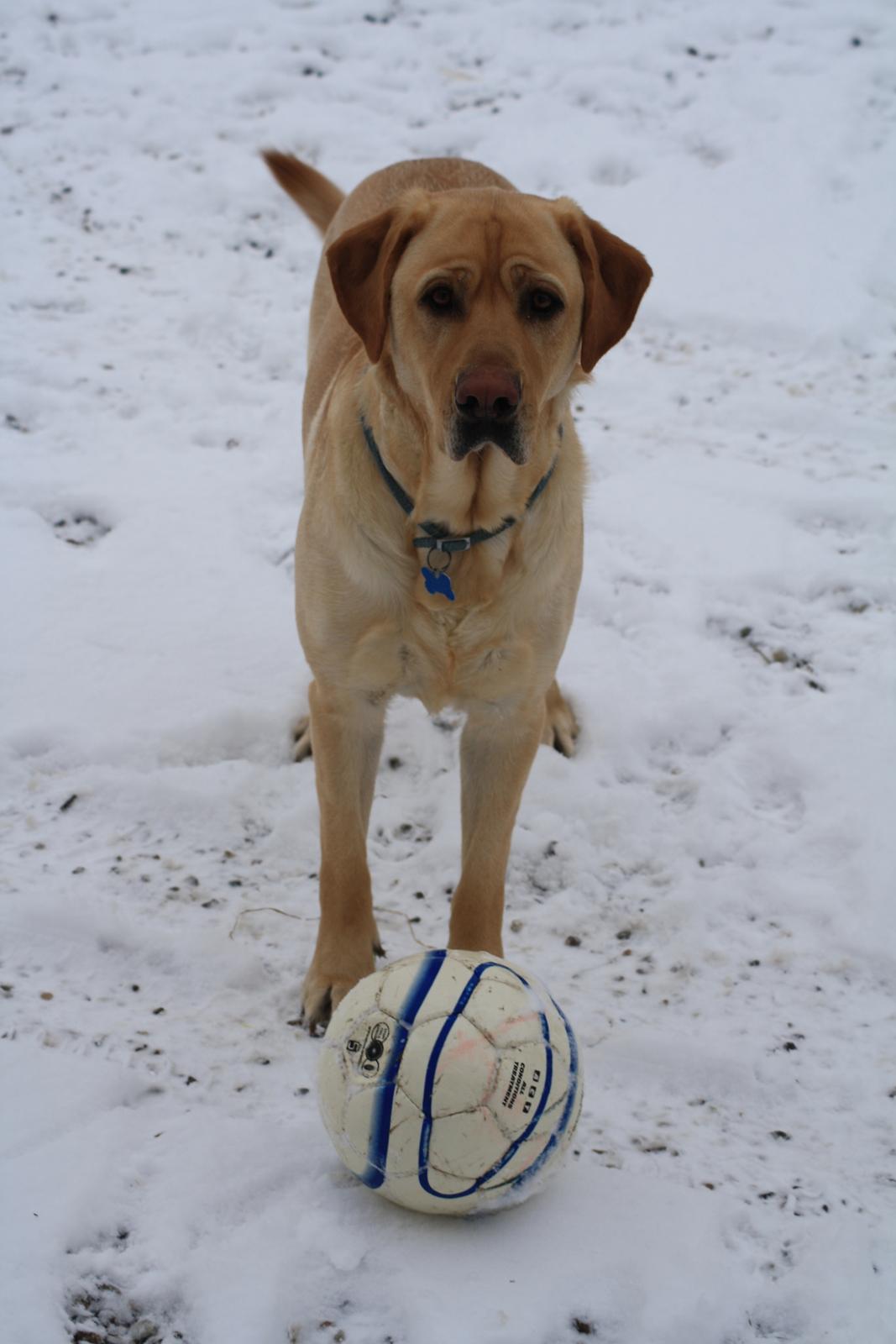 Blanding af racer Luckie billede 17