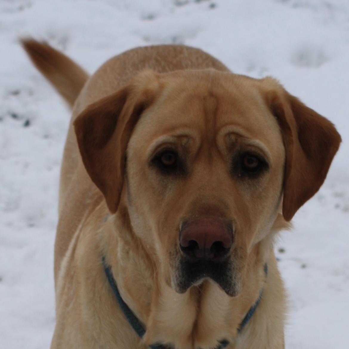 Blanding af racer Luckie billede 11