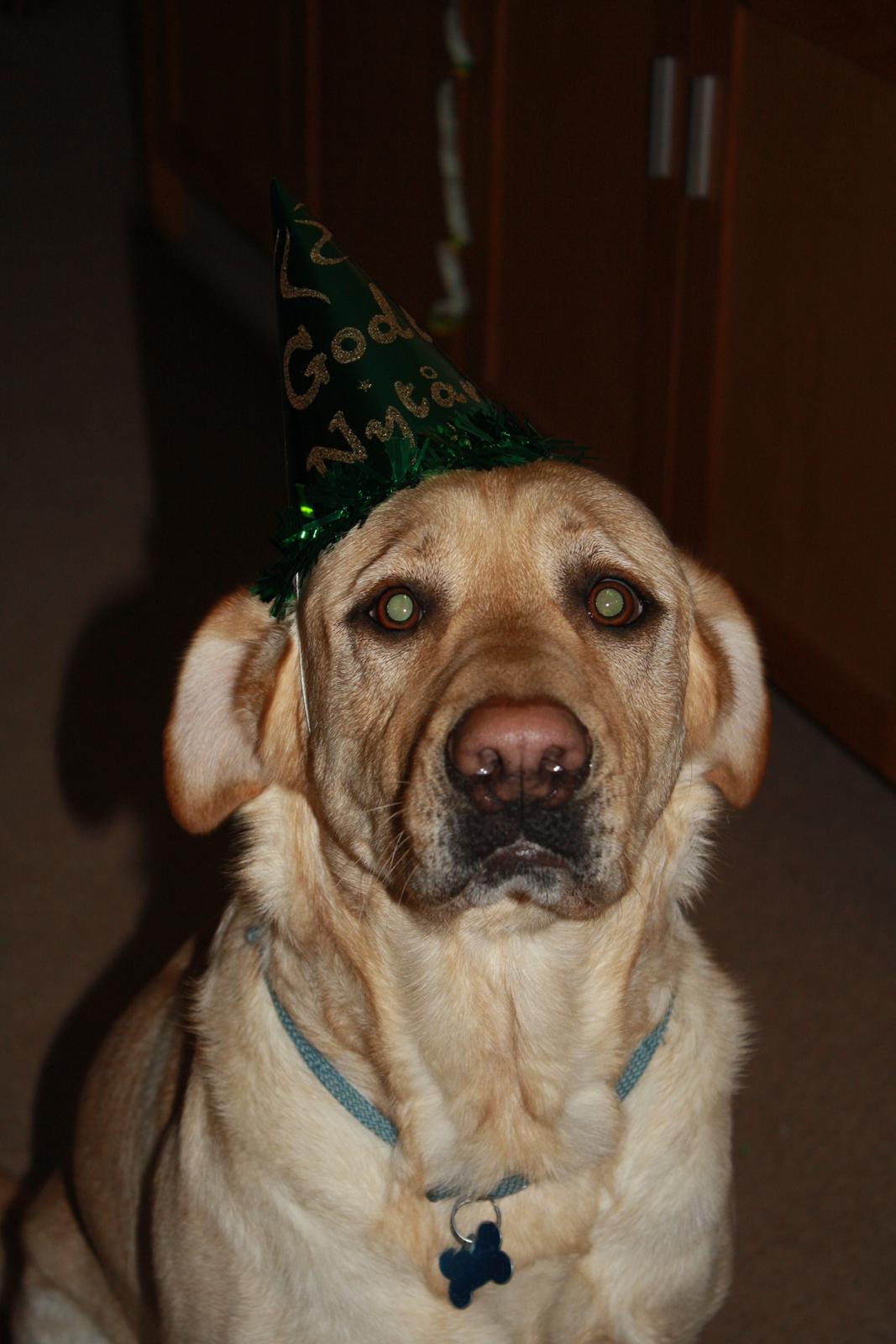 Blanding af racer Luckie - Luckie, til nytår, med nytårs-hat ;) billede 20