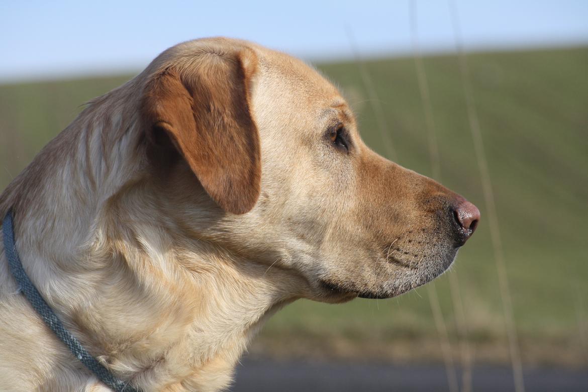 Blanding af racer Luckie - Hvad har du set? billede 21