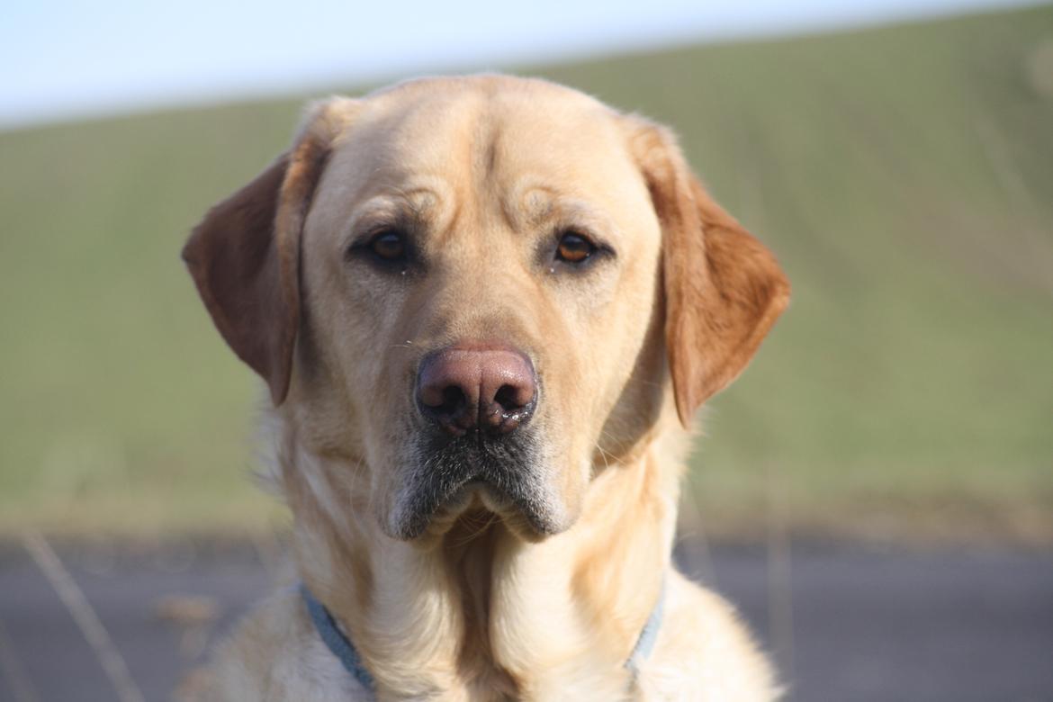 Blanding af racer Luckie - Smuk? JA TAK! billede 15