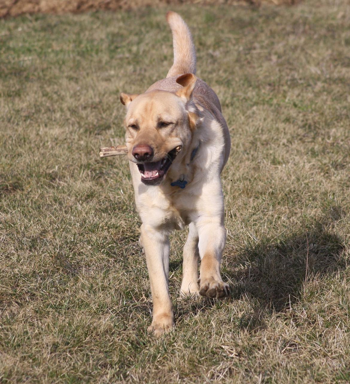 Blanding af racer Luckie - Apport. billede 8