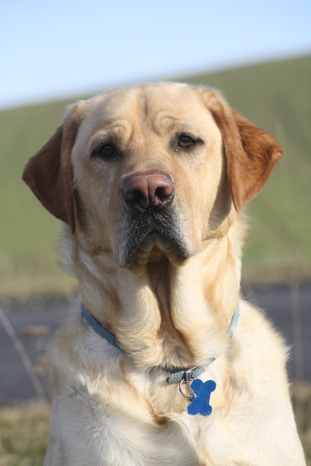 Blanding af racer Luckie billede 3