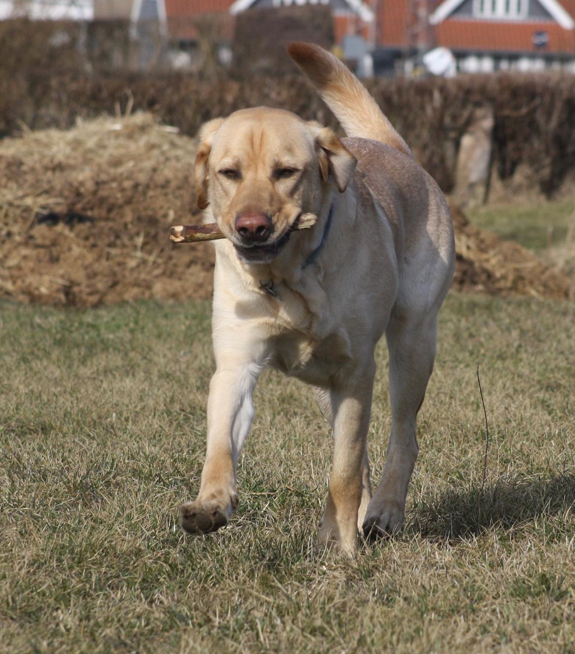 Blanding af racer Luckie - Apport. billede 12