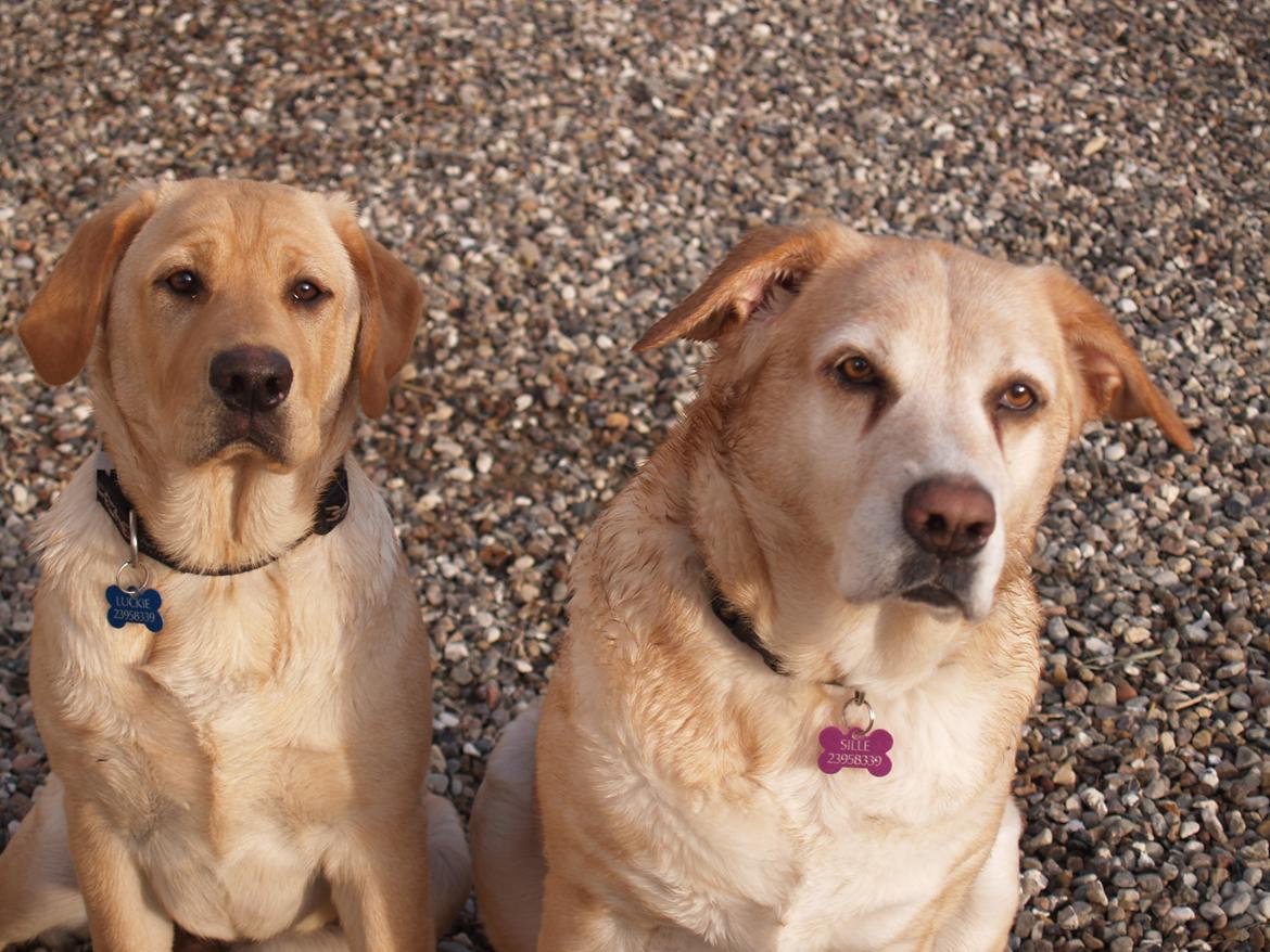 Blanding af racer Luckie - Luckie, da han var mindre end mor-Sille ;) billede 13