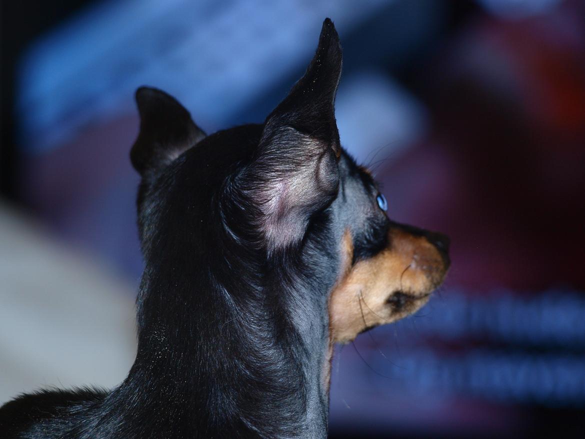 Prazsky krysarik ab PEPSI  billede 2