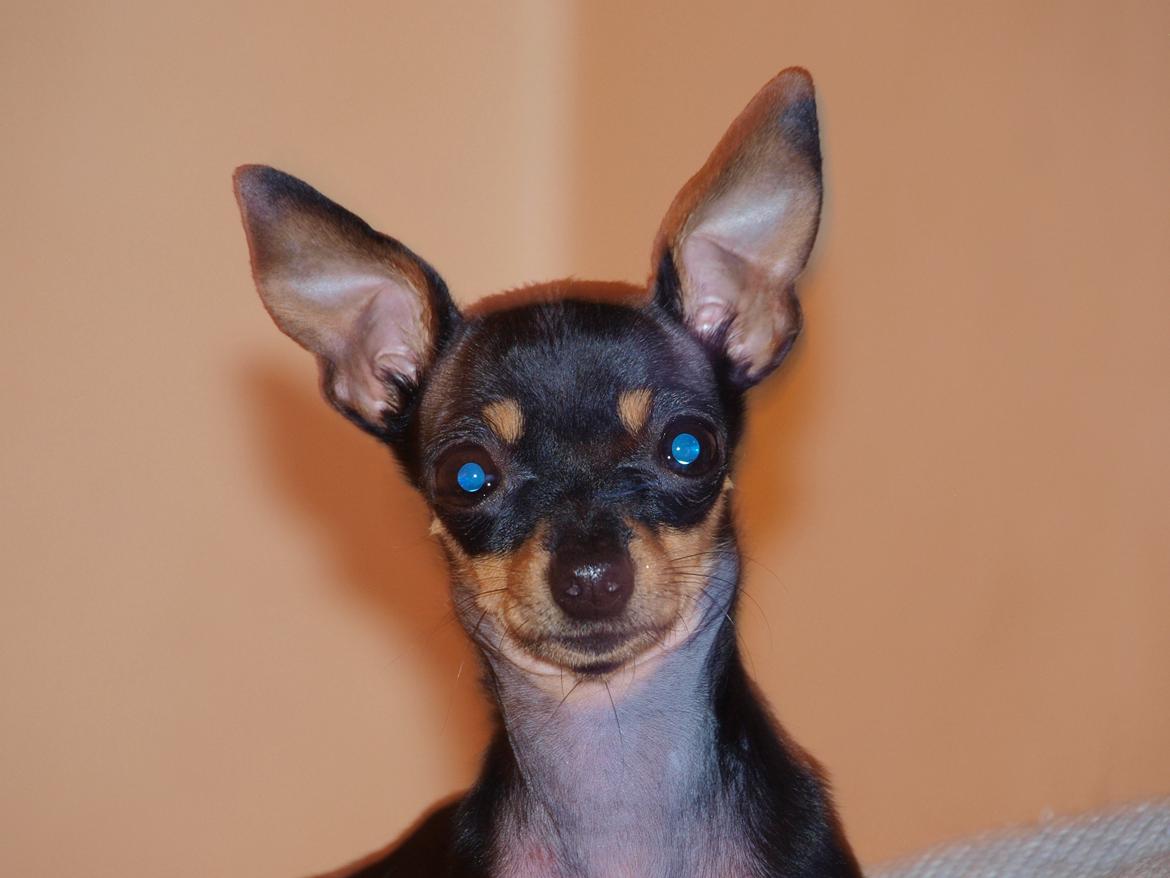 Prazsky krysarik ab PEPSI  billede 3